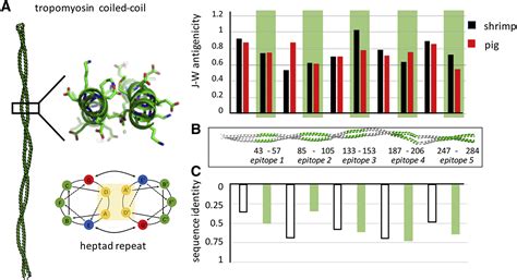 Structural and Dynamic Properties of Allergen and Non-Allergen Forms of Tropomyosin: Structure