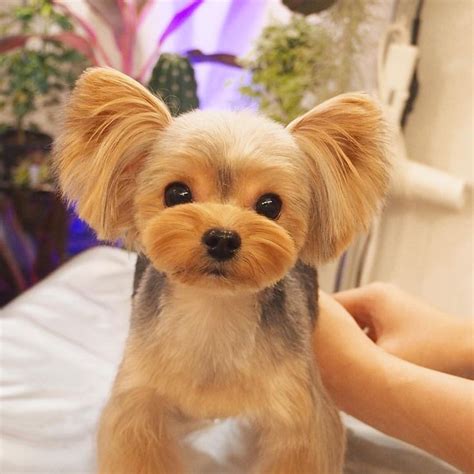 Pin by Teresa Kick on Doggies | Yorkie haircuts, Yorkie puppy haircuts ...