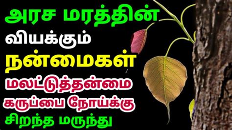 அரச இலை பயன்கள்| peepal leaf benefits in tamil| arasa ilai payangal| கருப்பை பலம் பெற| அரச மரம் ...