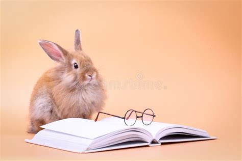 Rabbit Reading Books, Child`s Reading, Learning Concept Stock Image ...