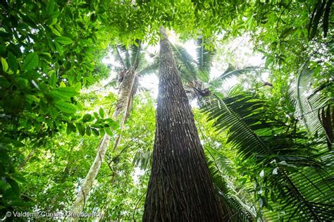 Top 8 amazon rainforest in 2023 - Kiến Thức Cho Người lao Động Việt Nam