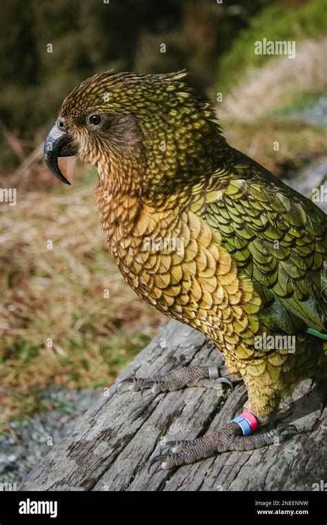 Portrait of wild Kea Bird, Nestor Notabilis, in its natural habitat, New Zealand, South Island ...