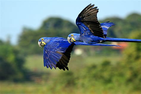 Brazil Macaw Hyacinth 1_Cassiano Zaparoli Fin_Web | Good Nature Travel Blog