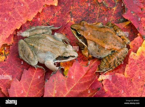 Wood frog rana sylvatica on forest floor hi-res stock photography and images - Alamy