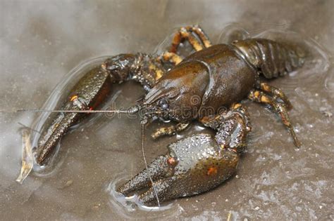 Astacus Astacus, the European Crayfish, Noble Crayfish, or Broad-fingered Crayfish in Natural ...