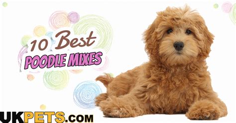 10 Best Poodle Mixes |Temperaments, Characteristics | UK Pets