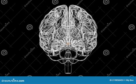 Brain Mammillary Body Anatomy for Medical Concept 3D Stock Illustration - Illustration of ...