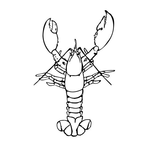 Premium Vector | Lobster black and white vector illustration isolated ...