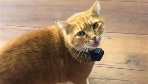 Cat sounds like it’s saying ‘well, hi’, viral video surprises people - it s viral - Hindustan Times