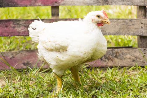 Cara Membedakan Daging Ternak Ayam Broiler Terbaik