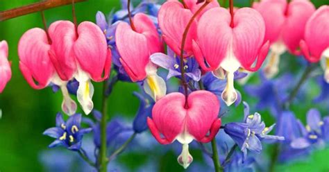 Bleeding Heart Flower Meaning and Symbolism - WhenYouGarden.com