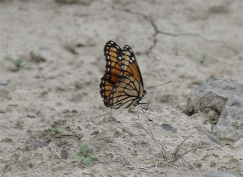 This Black and Orange Butterfly Is Not a Monarch But It Sure Looks Like One at First | Natural ...