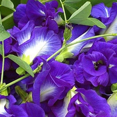 Bulaklak na Blue Butterfly Pea, hindi raw ligtas na sangkap sa pagkain ...