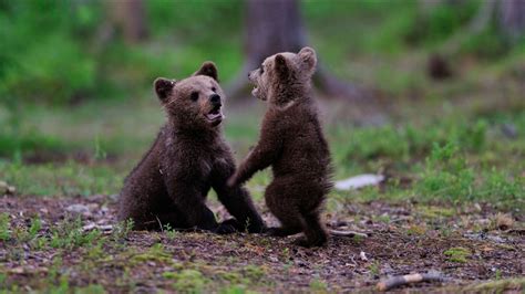 2 bear cubs spark small fire in Banning after climbing up power pole ...