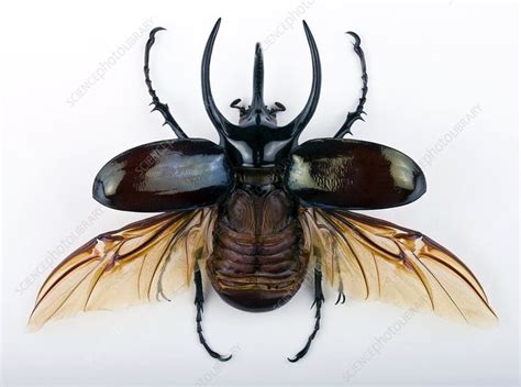 Male Atlas beetle | Bug art, Beetle insect, Bugs and insects