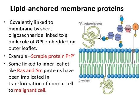 Cell membrane physiology and pharmacology