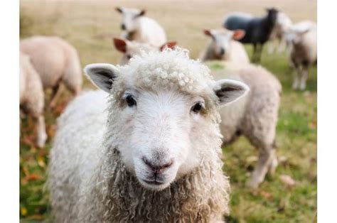 Not just activists, 9 out of 10 people are concerned about animal welfare in Australian farming