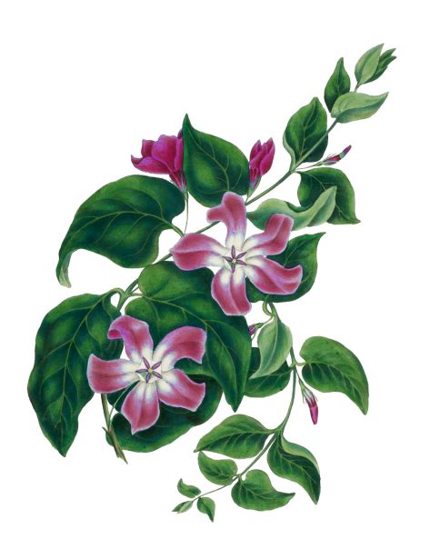 Blossom Flower Creeper Painting Free Stock Photo - Public Domain Pictures