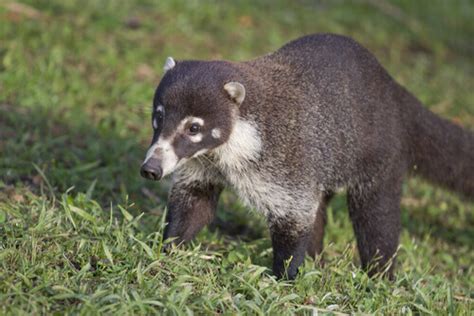 Badgers: characteristics, habitat, and behaviors. Learn all about them ...