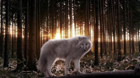 Timber Wolf Wallpaper (66+ images)