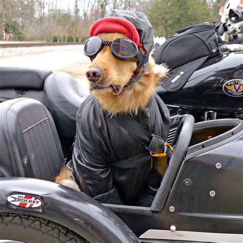 Took to dogs campin'... - Page 2 - ADVrider | Biker dog, Dogs, Sidecar