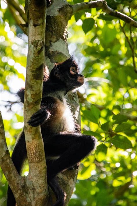 Cute Adorable Spider Monkey Close Up Natural Habitat in Jungle Stock ...