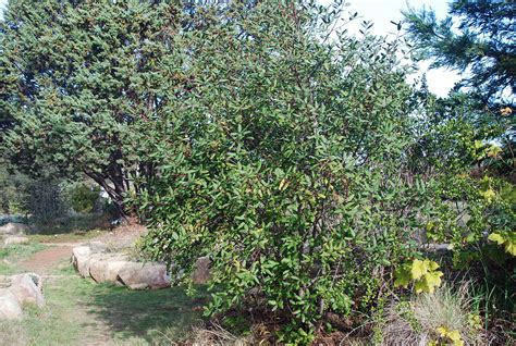 Rhamnus californica | Landscape Plants | Oregon State University