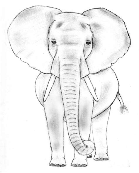 Elephant Sketch 1 by TheRebelWithNoCause on DeviantArt