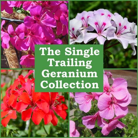 Plug Plants | Single Trailing Geranium Collection | Babyplants