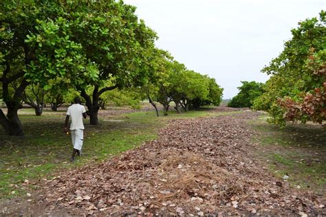 How To Start Cashew Farming In Nigeria | Jiji Blog