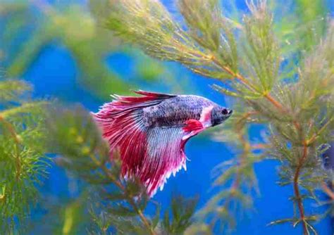 How Often Do You Clean a Betta Fish Tank For Optimum Health - Fish ...