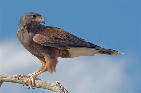 Aguililla Rojinegra | Guía de Aves