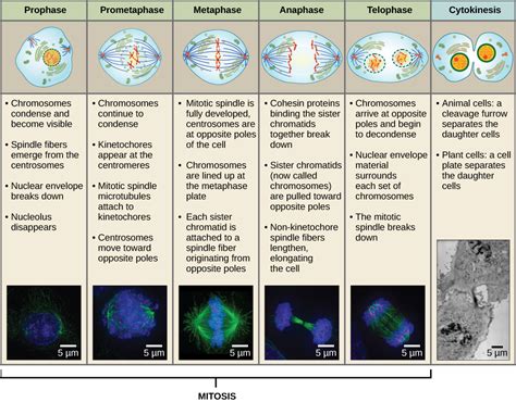 “Chapter 13 - The Cell Cycle and Its Regulation” in “Fundamentals of ...