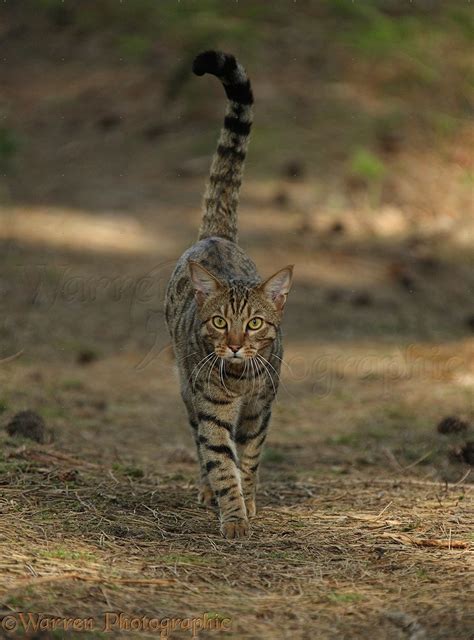 Bengal cat standing walking over pine needles photo WP40244