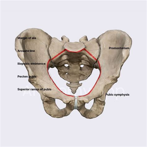 True Pelvis Inlet