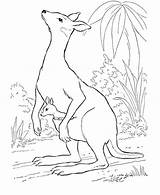 Pin By NetArt On Kangaroo Coloring Pages  Jungle coloring sketch template