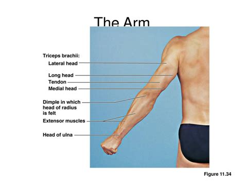 PPT - Surface Anatomy PowerPoint Presentation, free download - ID:338316