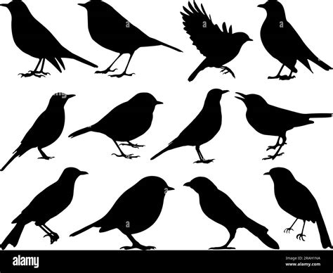 Set of Robin Bird Silhouette Stock Vector Image & Art - Alamy