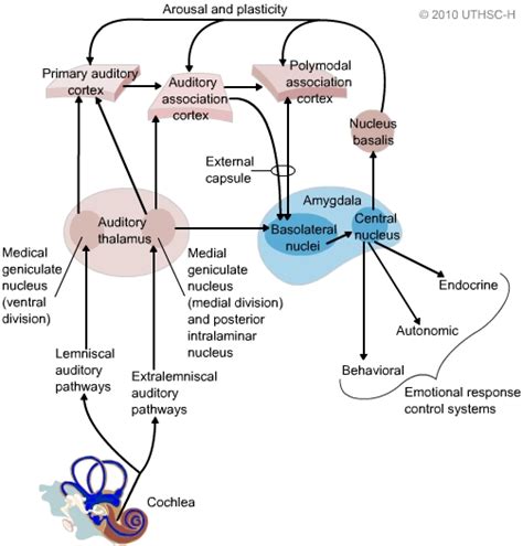 Limbic System: Amygdala (Section 4, Chapter 6) Neuroscience Online: An Electronic Textbook for ...