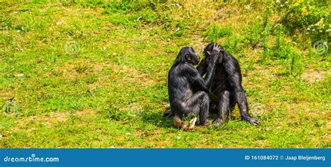 Bonobo Couple Grooming, Human Apes, Pygmy Chimpanzees, Social Primate Behavior, Endangered ...