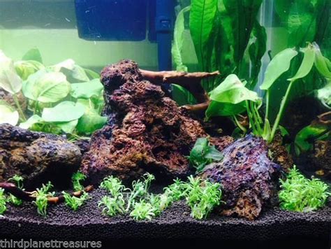 Lava Rock Aquariums | Aquarium rocks, Aquarium, Planted aquarium