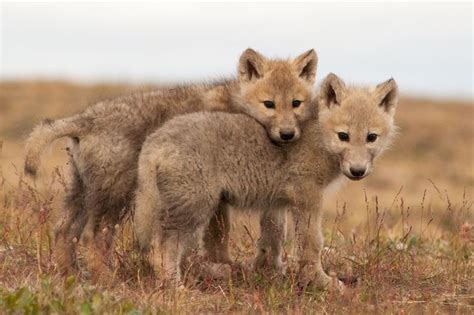 Arctic Wolf Pups | Arctic wolf, Wolf pup, Baby wolves