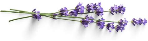 Norfolk Lavender - A Complete Visitor’s Guide | Written by a Local