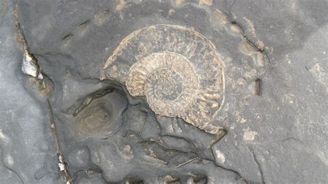 Largest-ever millipede fossil found on Northumberland beach - BBC News