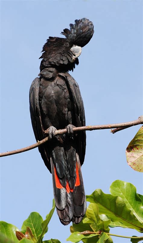 Red-Tailed Black Cockatoo Facts, Care as Pets, Habitat, Diet, Pictures