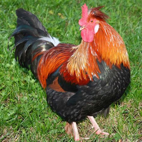 Best Egg Laying Chicken Breeds With Name And Pictures | Sexiz Pix