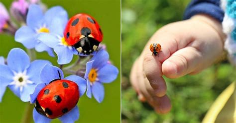 7 Reasons Why Ladybugs Are Good Luck | Balcony Garden Web