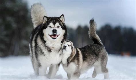 9 Best Dog Collars For Alaskan Malamutes In 2024 - SPIRE PET