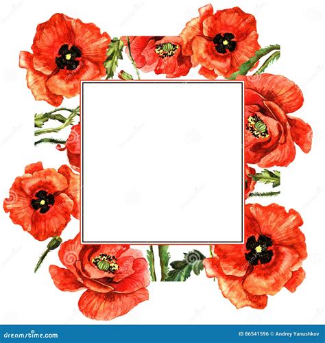 Red Poppy Border Stock Photos - Royalty Free Images - Page 3