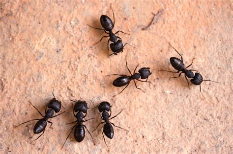 Ant Control Bergen County | Ant Exterminator Passaic County | Precise Pest Control NJ